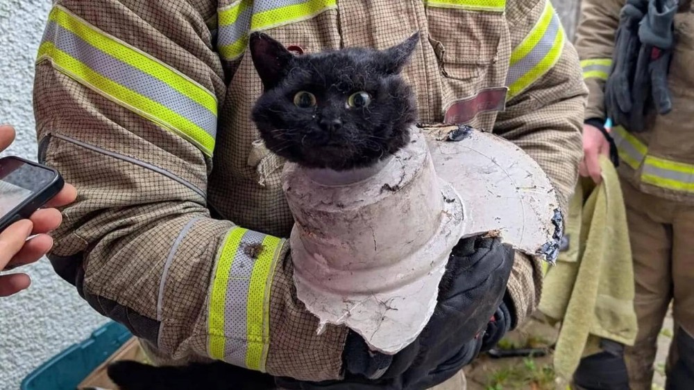 Create meme: fire, the fireman's cat, A firefighter saved a cat