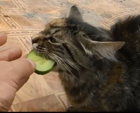 Create meme: the cat and cucumber, the cat eats a cucumber, the cat eats zucchini