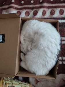Create meme: white cat, cat in box, fluffy