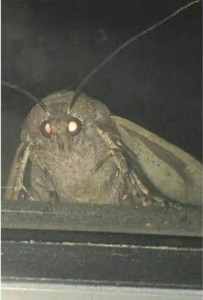Create meme: the moth and the lamp meme, mole meme, the moth and the lamp
