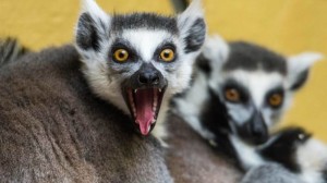Create meme: home lemur, lemur, a ring-tailed lemur