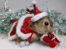 Create meme: Christmas animals