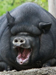 Create meme: older hog, ate, Vietnamese wild boar