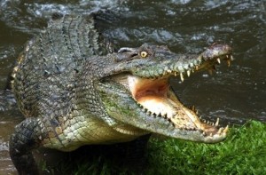 Create meme: the mouth of the crocodile, a huge crocodile, crocodile