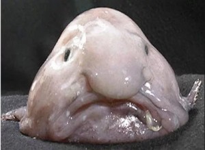 Create meme: the ugliest creature, shoulder straps fish drop, psychrolutes marcidus