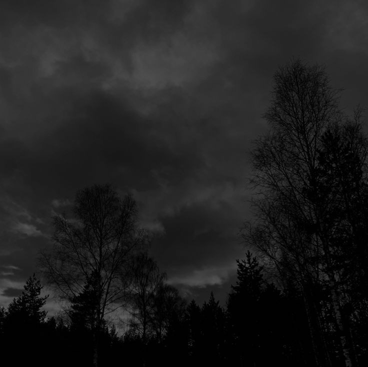Create meme: dark forest, the sky is dark, the sky is black and white