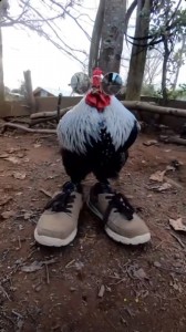 Create meme: the cock bird, poultry, shoes