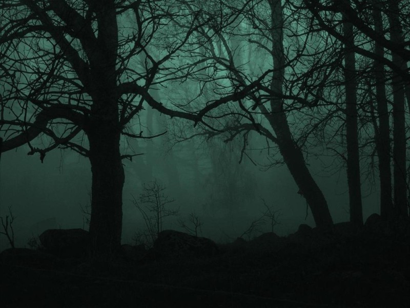 Create meme: A gloomy dark forest, Gloomy forests, the forest dark