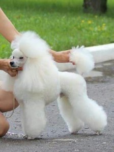 Создать мем: toy poodle, пудель, poodle