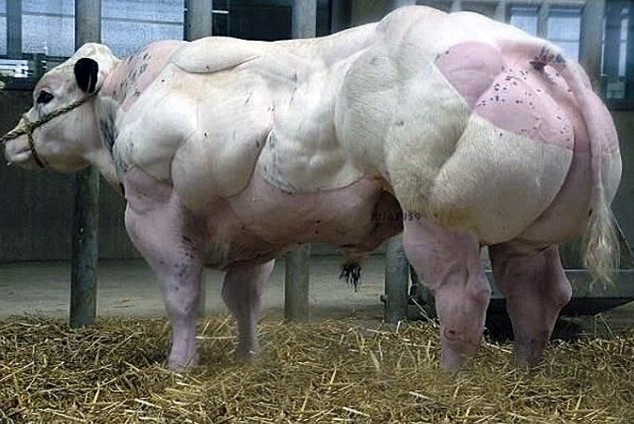 Create meme: The Belgian blue bull breed, Belgian blue bull, belgian blue breed of cows