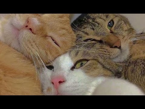 Create meme: funny cats are sleeping, three cats in an embrace, embracing seals