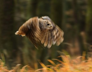 Создать мем: коричневая сова, сова в полете gif, eagle owl