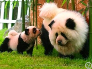 Create meme: Panda coloring, dog pet, Chow