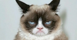 Create meme: funny cats, kedi, grumpy cat
