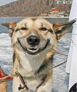 Create meme: happy dog