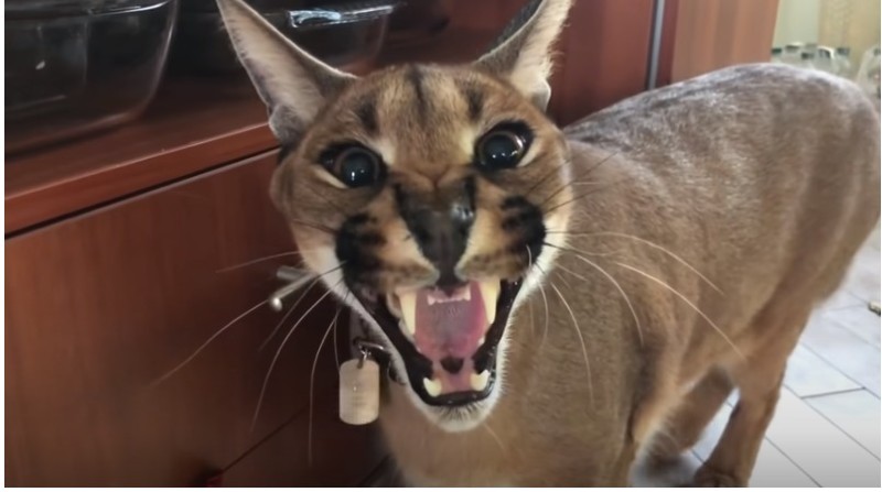 Create meme: the cat caracal, caracal cat, slap caracal