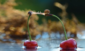 Create meme: love, snail, to each other