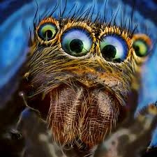 Создать мем: паук скакунчик глаза, паук макро, паук скакун