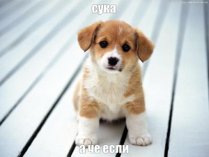 Create meme: cuties animals, puppy, cute puppy