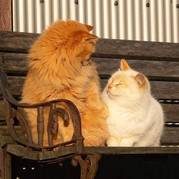 Create meme: cat , cat in the sun, cats 