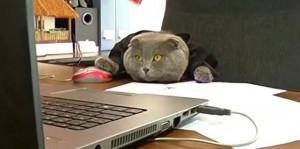 Create meme: cat head, Cat, cat at work