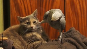Создать мем: кот, попугай с котом озвучка, кот и попугай допрашивает кота