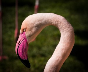 Создать мем: pink flamingo, птицы фламинго, розовый фламинго