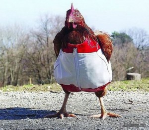 Create meme: chicken, Kurochka Ryaba
