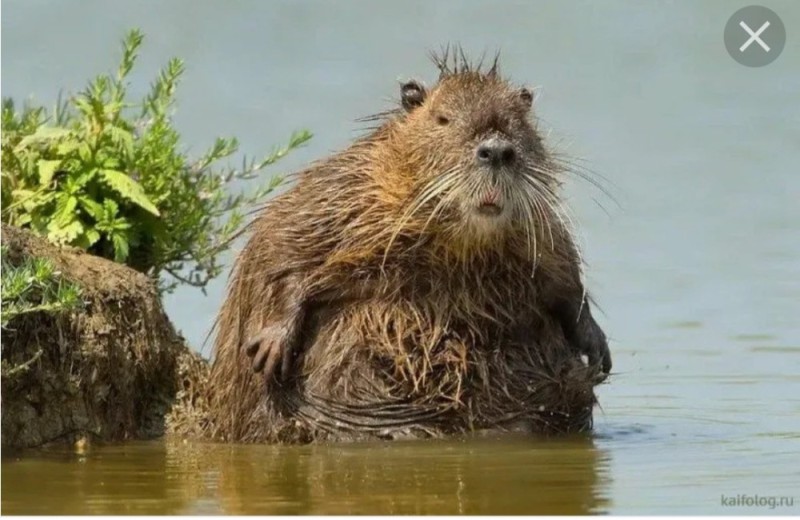 Create meme: beaver , beavers, appearance of the beaver