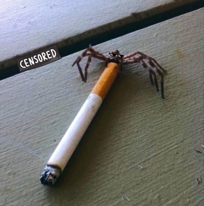 Создать мем: насекомое, паук курит, курящий паук