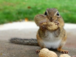 Create meme: nuts, funny animals, cute animals
