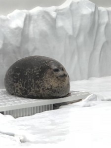 Create meme: round animals, ringed seal, seals