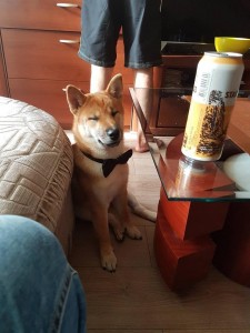 Create meme: shiba inu