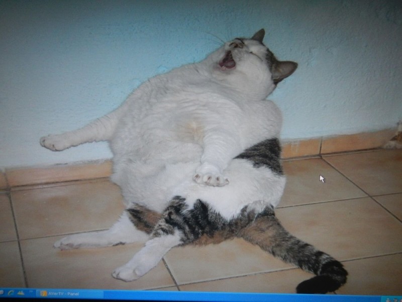 Create meme: very fat cats, fat cat , fat cat