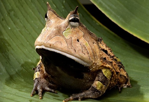 Create meme: horned frog, horned toad, toad frog