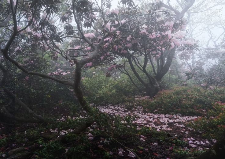 Create meme: blooming Magnolia, Sakura landscape, Sakura in the fog