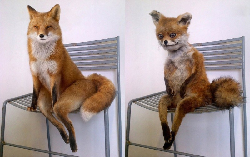 Create meme: uporotyh Fox, the stoned fox 2008, The stoned fox meme