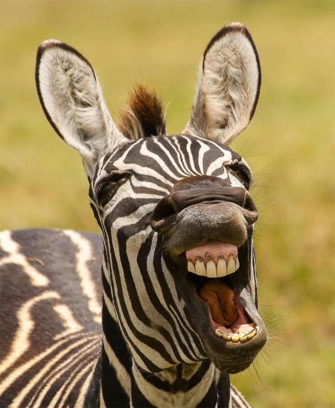 Create meme: Zebra , The zebra is smiling, The zebra is laughing