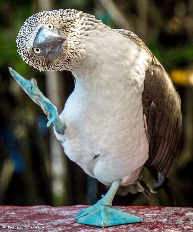 Создать мем: птица олуш, голубоногая олуша птица, blue footed booby