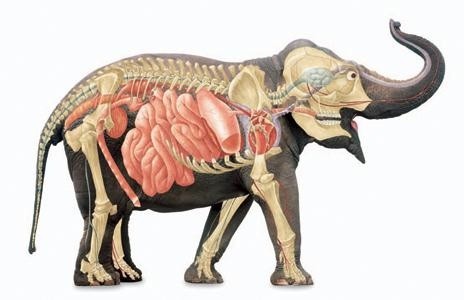 Создать мем: внутреннее строение хоботных млекопитающих, внутренние органы слона, система пищеварения слона