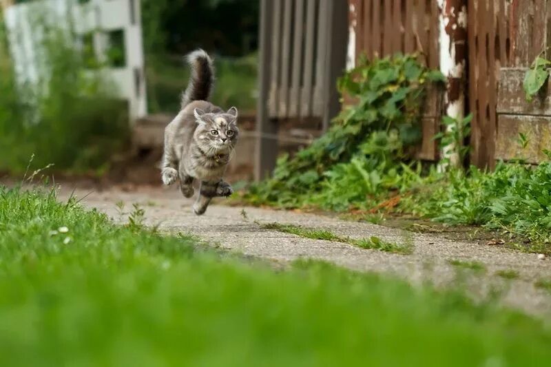 Создать мем: бегущий котик, коты бегут, кошка