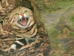 Create meme: African black-footed cat