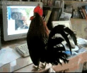 Create meme: rooster, cock at the computer