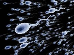 Создать мем: гигантский сперматозоид, левенгук сперматозоиды, красивый сперматозоид