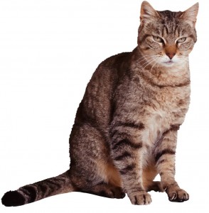 Create meme: the European Shorthair, cat, cat on white background