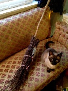 Create meme: cat Zosia, broom, cat