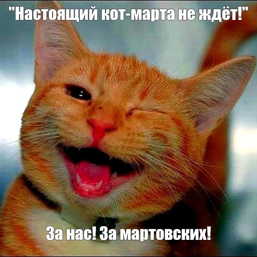 Подмигивающий кот картинки