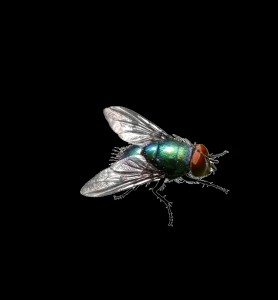 Создать мем: большая муха, муха на зеленом фоне, зеленая муха