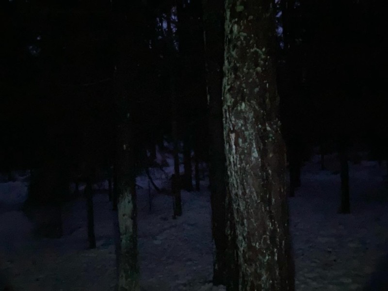 Создать мем: природа, в лес, зимний лес ночью