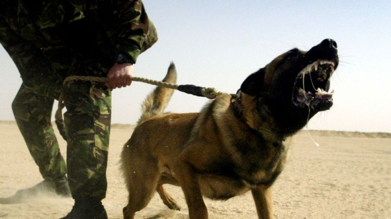 Create meme: a border guard with a dog, fighting dogs are aggressive, fighting dogs